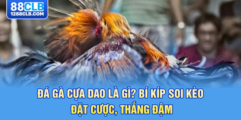 Đá Gà Cựa Dao Là Gì? Bí Kíp Soi Kèo, Đặt Cược Thắng Đậm!