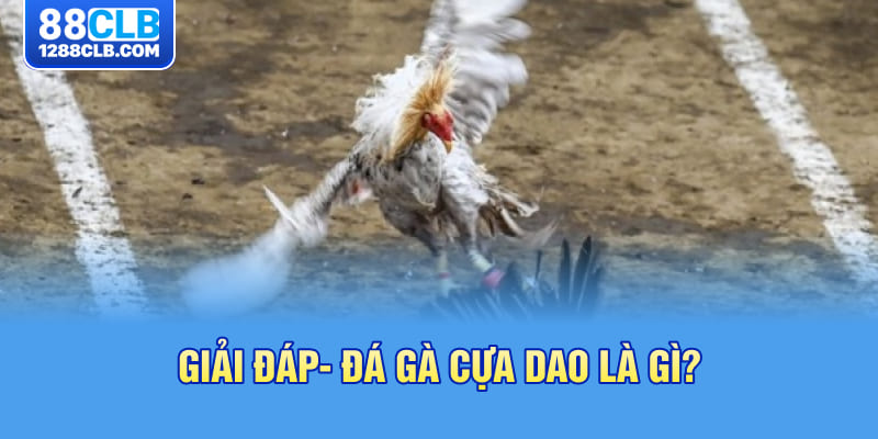 Giải đáp- Đá gà cựa dao là gì?