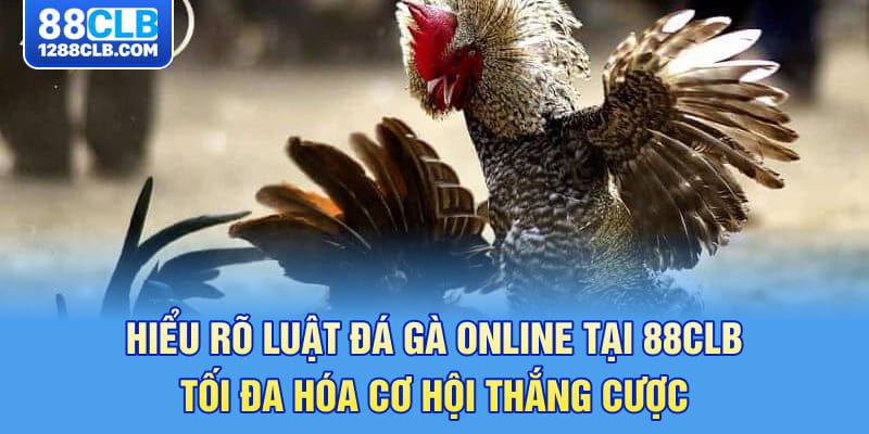 Hiểu rõ luật đá gà online tại 88CLB – Tối đa hóa cơ hội thắng cược