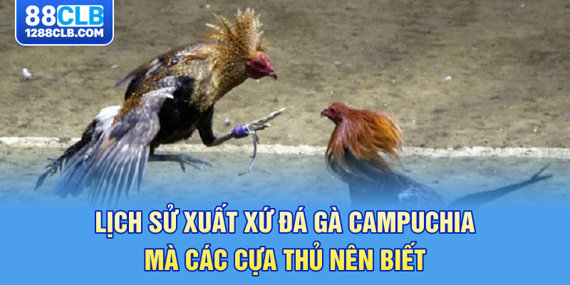 Lịch sử xuất xứ đá gà Campuchia mà các cựa thủ nên biết