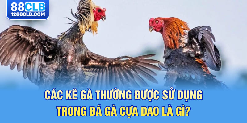 Các kê gà thường được sử dụng trong đá gà cựa dao là gì?