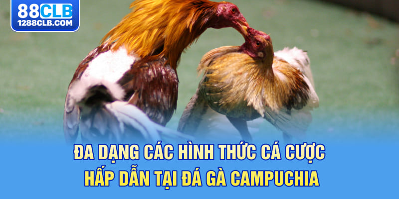 Đa dạng các hình thức cá cược hấp dẫn tại đá gà Campuchia 