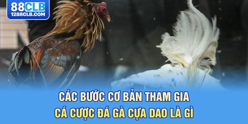 Các bước cơ bản tham gia cá cược đá gà cựa dao là gì