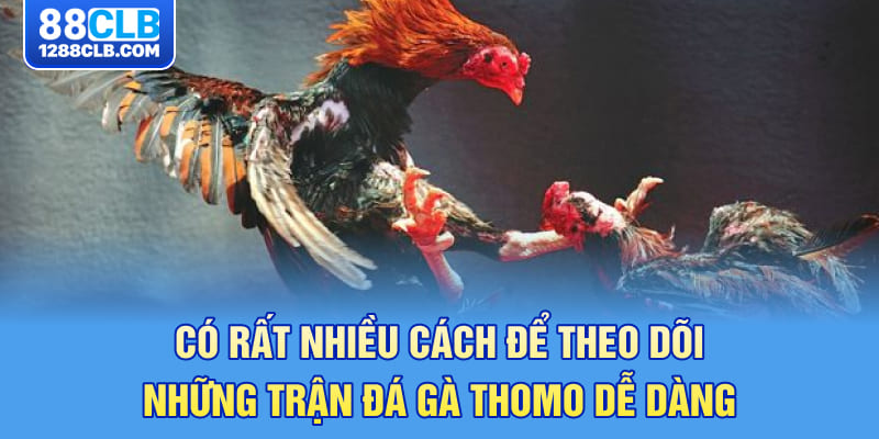 Có rất nhiều cách để theo dõi những trận đá gà thomo dễ dàng