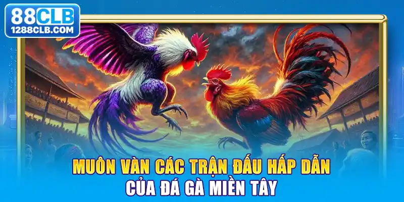 Muôn vàn các trận đấu hấp dẫn của đá gà miền Tây