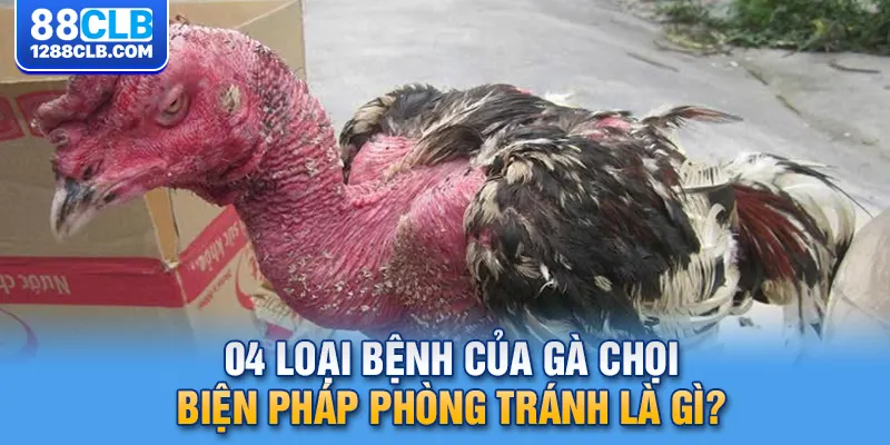 04 Loại Bệnh Của Gà Chọi - Biện Pháp Phòng Tránh Là Gì?