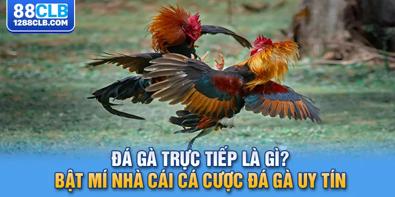 Đá Gà Trực Tiếp Là Gì? Bật Mí Nhà Cái Cá Cược Đá Gà Uy Tín