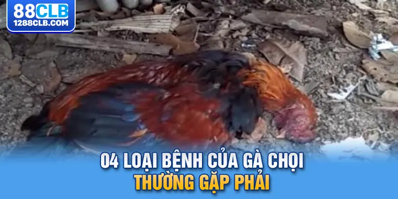 04 Loại bệnh của gà chọi thường gặp phải