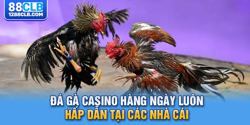 Đá gà casino hàng ngày luôn hấp dẫn tại các nhà cái