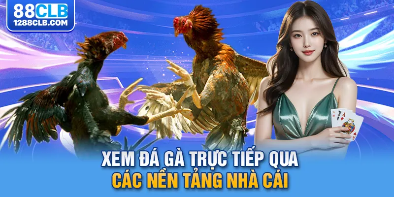 Xem đá gà trực tiếp qua các nền tảng nhà cái