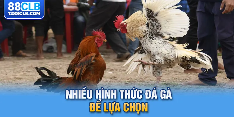 Nhiều hình thức đá gà để lựa chọn 