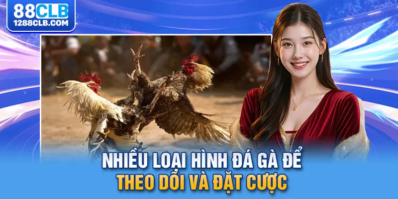 Nhiều loại hình đá gà để theo dõi và đặt cược 