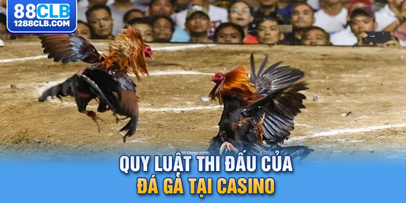 Quy luật thi đấu của đá gà tại casino