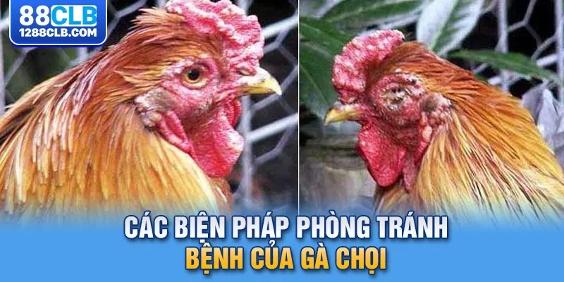 Các biện pháp phòng tránh bệnh của gà chọi