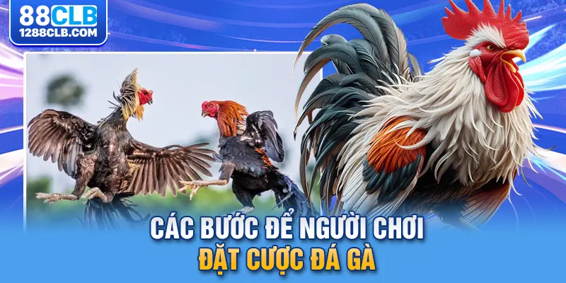 Các bước để người chơi đặt cược đá gà 