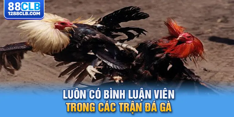 Luôn có bình luận viên trong các trận đá gà 